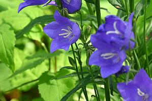 2025-06138975 Tower Hill Botanic Garden, MA